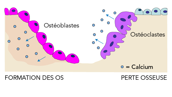 Les ostéoblastes forment les os. Le calcium est absorbé au cours de cette étape. Les ostéoclastes effritent les os. Durant cette étape, le calcium est libéré dans le corps. 
