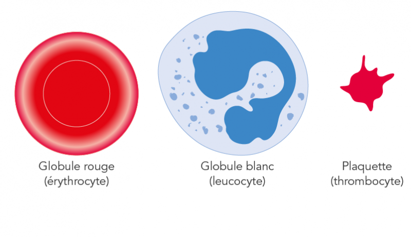 Illustration des composants du sang (globules rouges, globules blancs et plaquettes).