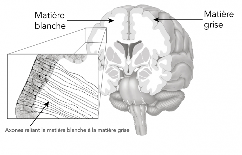 Emplacements dans le cerveau de la matière blanche et de la matière grise et des axones qui les relient 