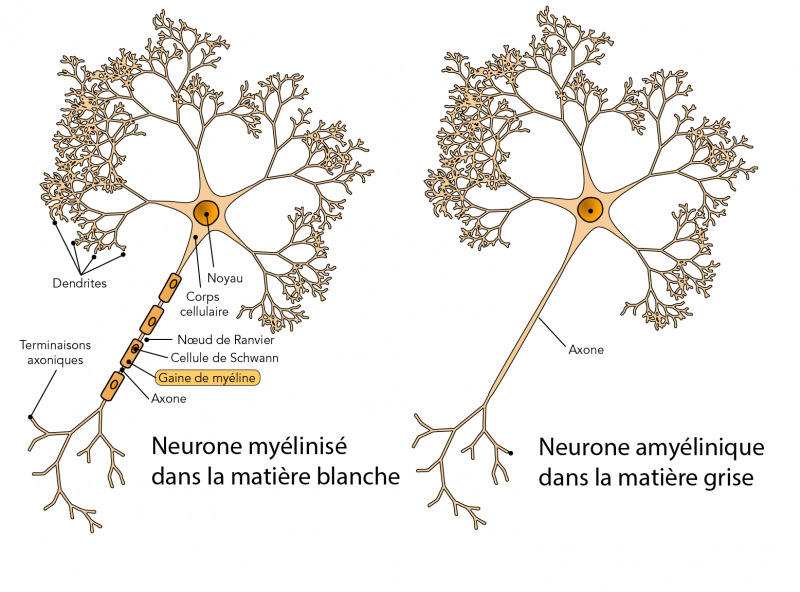 Le neurone de gauche se trouve dans la matière blanche et le neurone de droite se trouve dans la matière grise