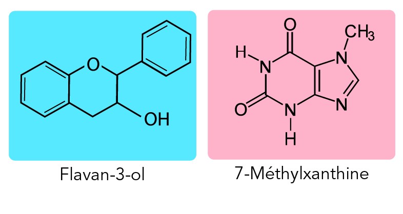 Structure moléculaire d’un flavanol à gauche et d’une méthylxanthine à droite