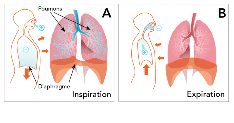 A : L’inspiration (inhalation d’air) et B : l’expiration (exhalation d’air)