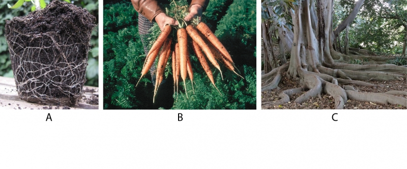 Racines fibreuses d'un plant de tomates (A), racines pivotantes des plantes carottes (B) racines d'ancrage d'un arbre figuier (C)