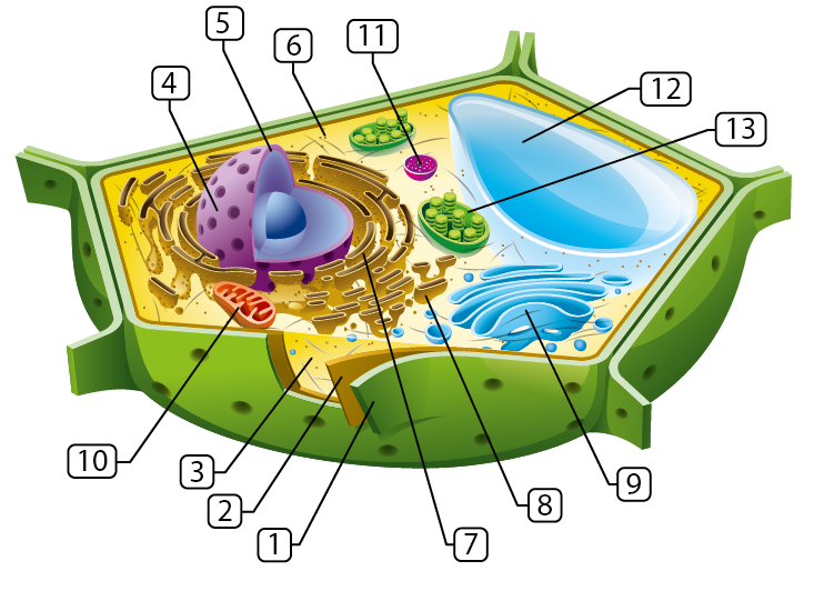 Une cellule végétale typique