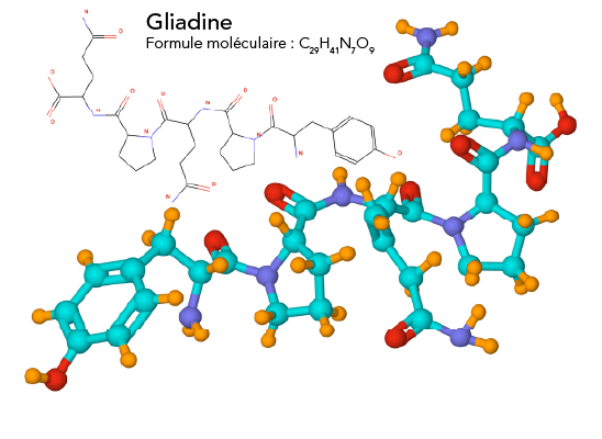 Formule moléculaire et modèle moléculaire boules-bâtonnets de la gliadine