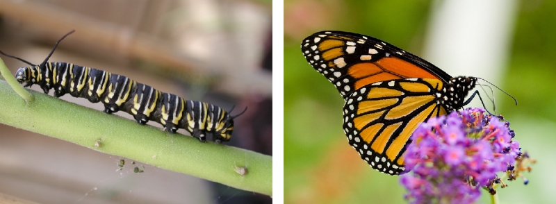 Chenille du monarque et papillon monarque adulte