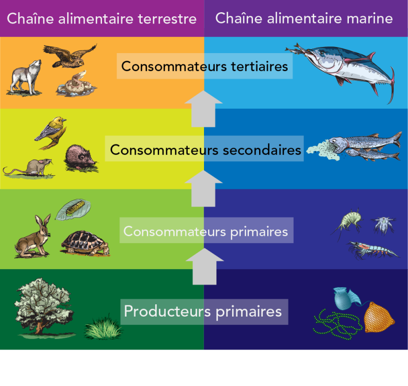 Comparaison des chaînes alimentaires terrestre et marine 