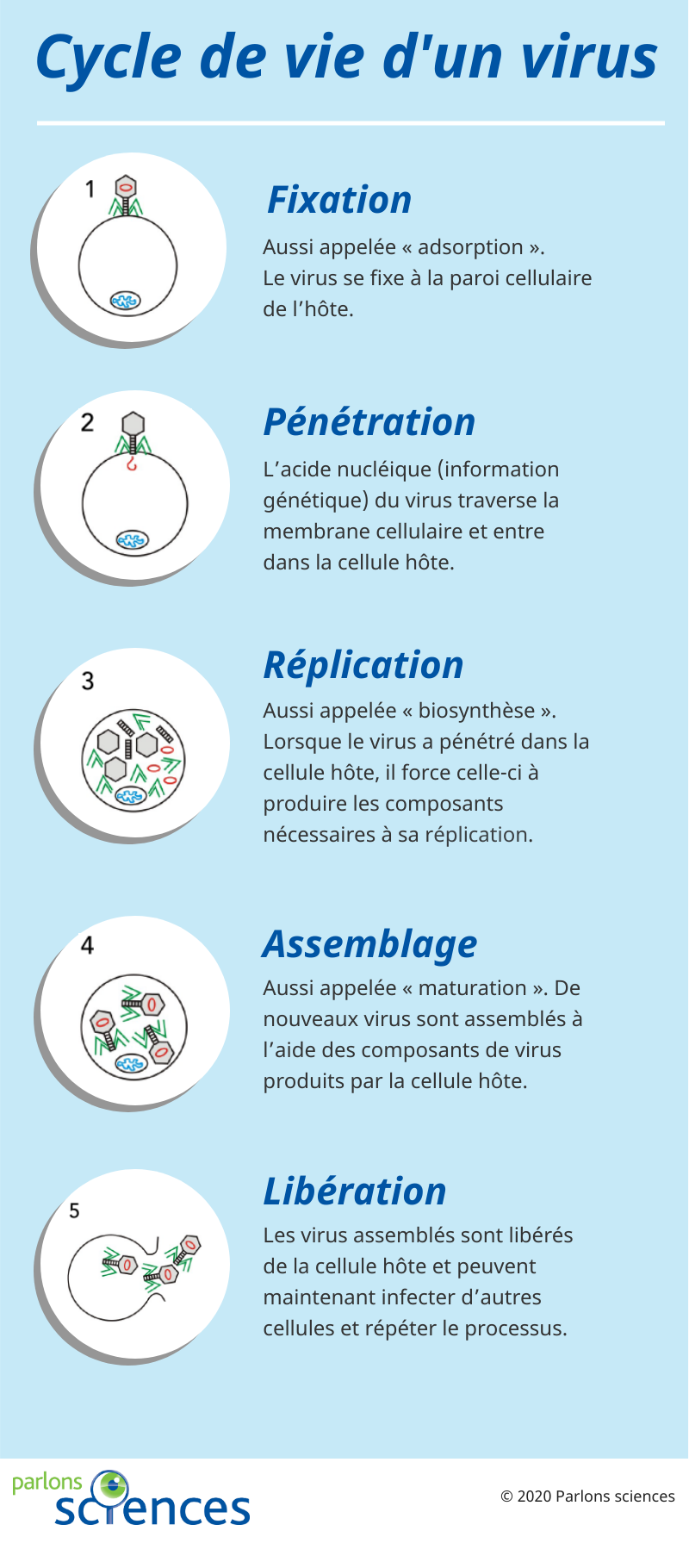 Cycle de vie d'un virus