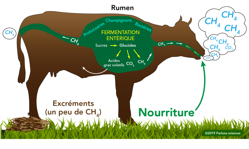 Processus de fermentation entérique chez les vaches