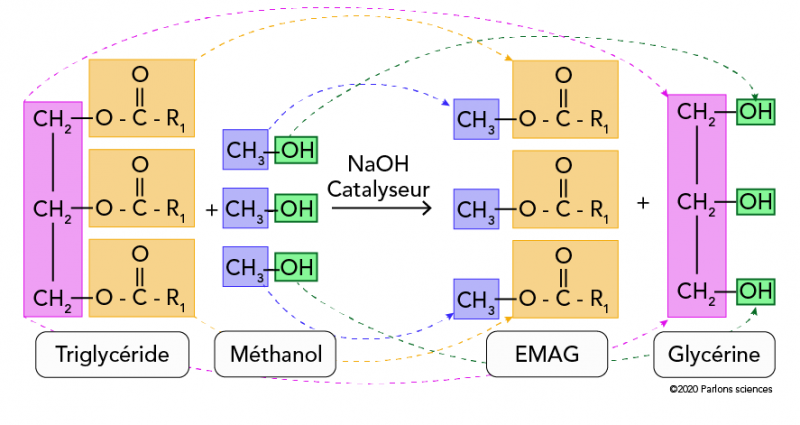 Triglycérides réagissant avec le méthanol pour former des esters méthyliques d’acide gras et de la glycérine
