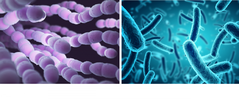 À gauche, la Streptococcus pneumoniæ et à droite, l’Hæmophilus influenzæ