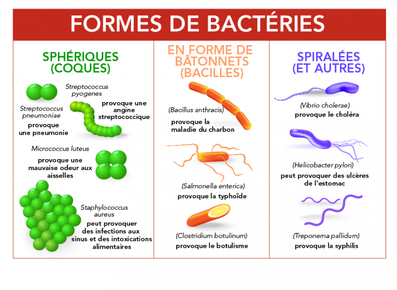 Les bactéries peuvent être groupées selon leur forme