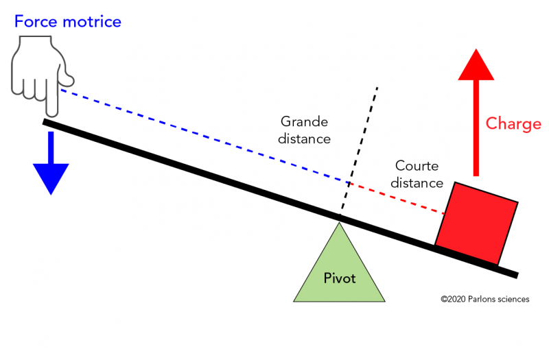 Dans un levier inter-appui, le pivot est situé entre la charge et la force motrice.