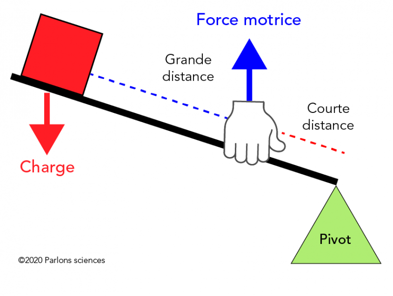 Dans un levier inter-moteur, la force motrice est située entre la charge et le pivot.