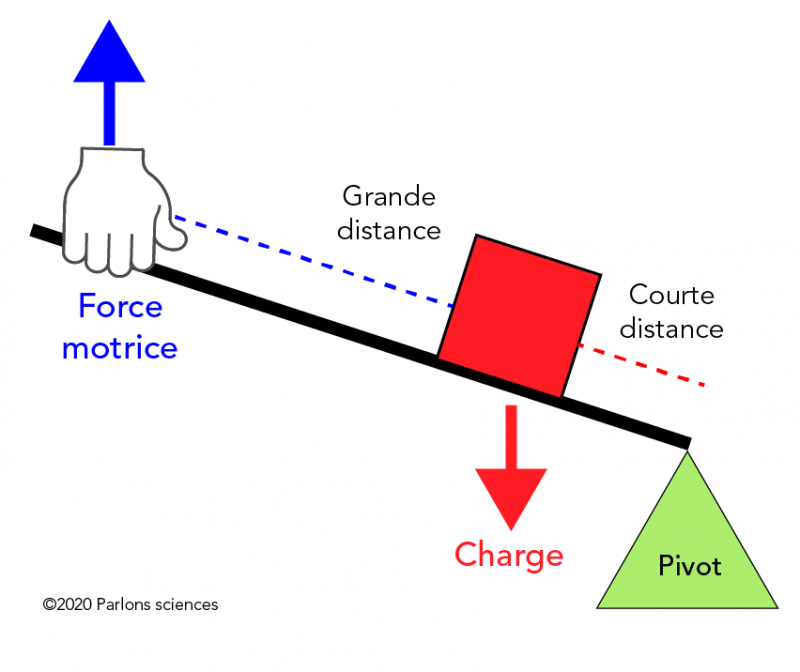 Dans un levier inter-résistant, la charge est située entre le pivot et la force motrice.