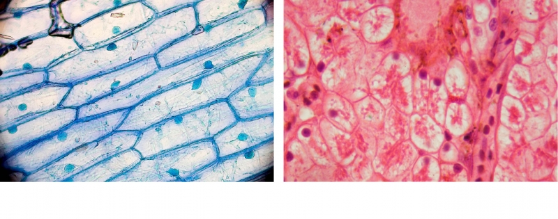 Cellules d’oignon et cellules de grenouille