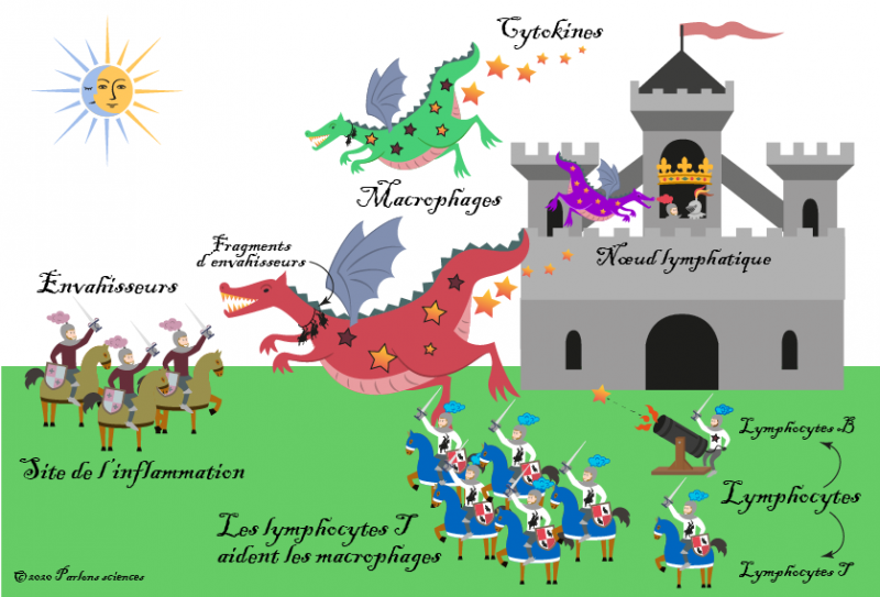 Illustration de la réaction inflammatoire et du système immunitaire, s’apparentant à une attaque contre un château