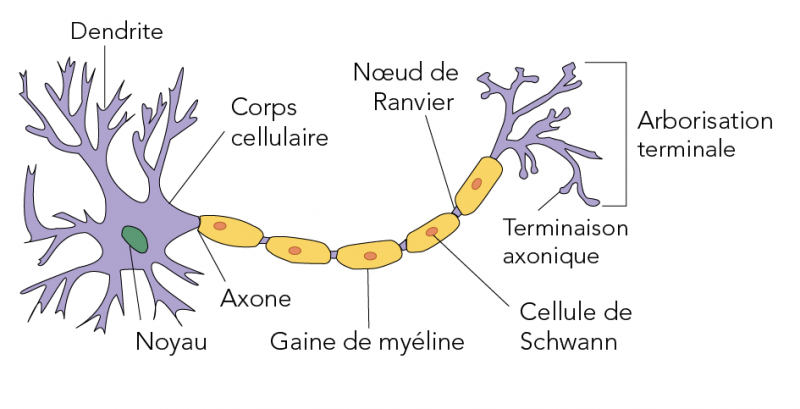 Diagramme d'un neurone