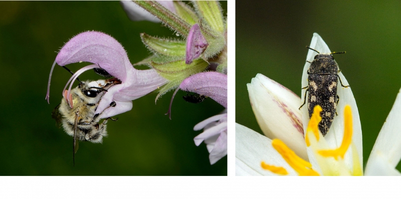 À gauche : Les abeilles préfèrent les odeurs sucrées. À droite : Les coléoptères préfèrent les plantes qui dégagent une odeur épicée ou fruitée. 