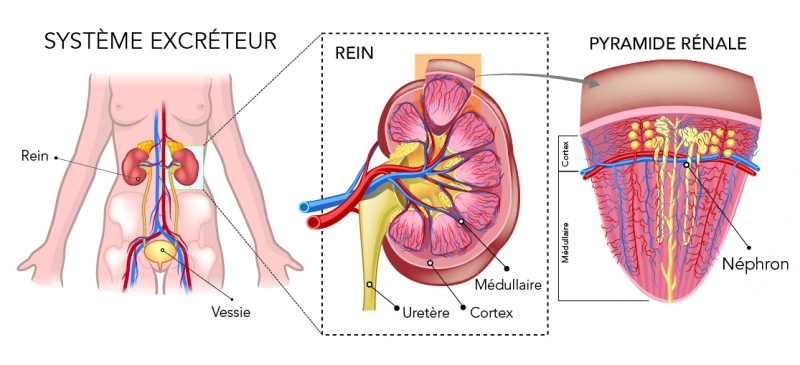 Interior parts of the human kidney