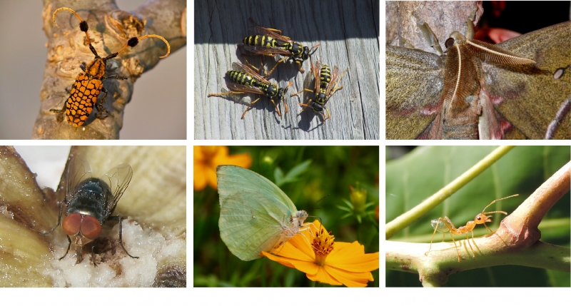 Variété d'insectes pollinisateurs