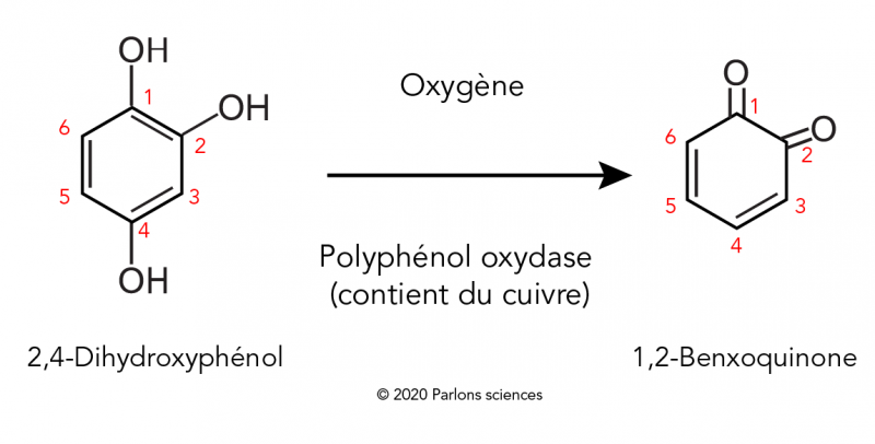 L’oxydation d’un phénol