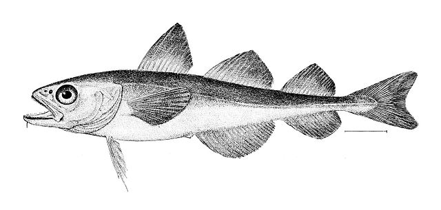 La morue polaire (Boreogadus saida) est un exemple d’espèce de poisson qui utilise les protéines antigel pour se protéger des températures glaciales 
