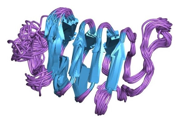 Ceci est un exemple d’une molécule de protéine antigel. La longue chaîne de répétitions d’acides aminés est pliée dans une forme spécifique à l’espèce. La partie bleu clair de cette protéine lie les cristaux de glace.