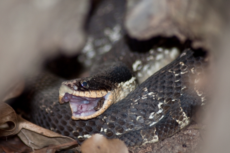 Snake with mouth open showing the extension of the trachea