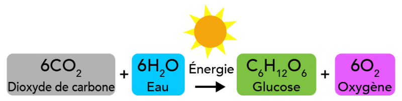 L’équation chimique de la photosynthèse. Dans cette réaction, l’énergie provient du soleil ou d’autres sources de lumière