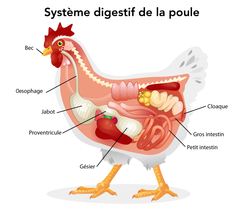 Le système digestif d’un poulet 