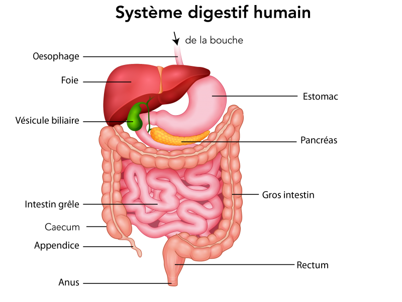 Le système digestif de l’humain et ses organes