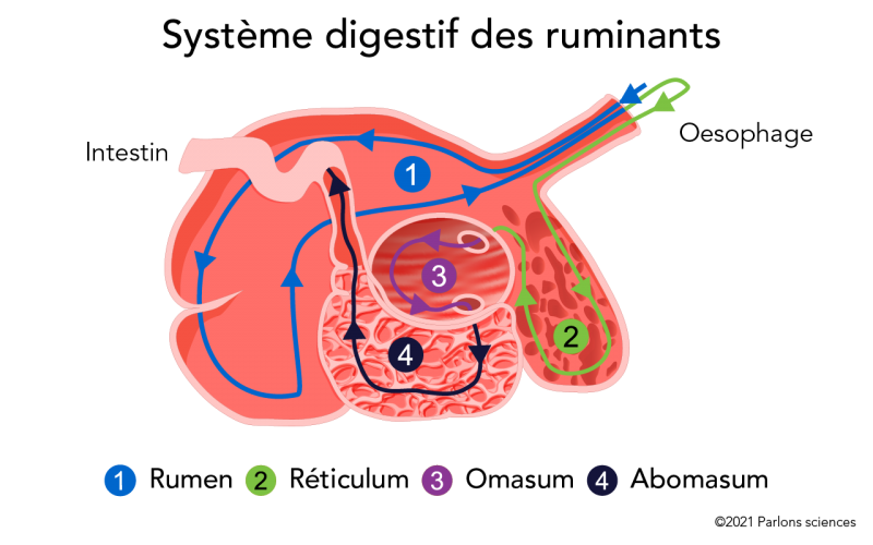 Schéma des quatre compartiments et de la direction dans laquelle les aliments transitent dans le système digestif des ruminants