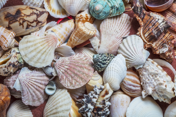 Variety of mollusc shells