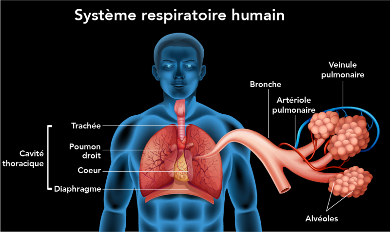 Le système respiratoire humain et ses composants