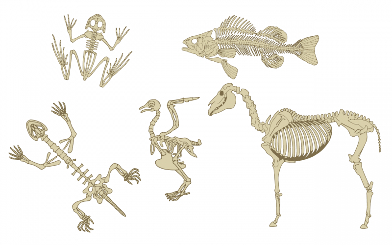 Animal skeletons. Clockwise from top left: Frog, fish, horse, bird and lizard