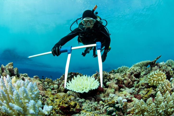 Une biologiste de la vie marine mesure un corail blanchi