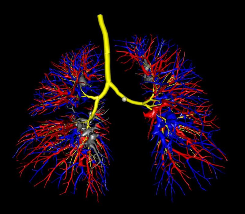 Artères, veines et voies respiratoires dans les poumons