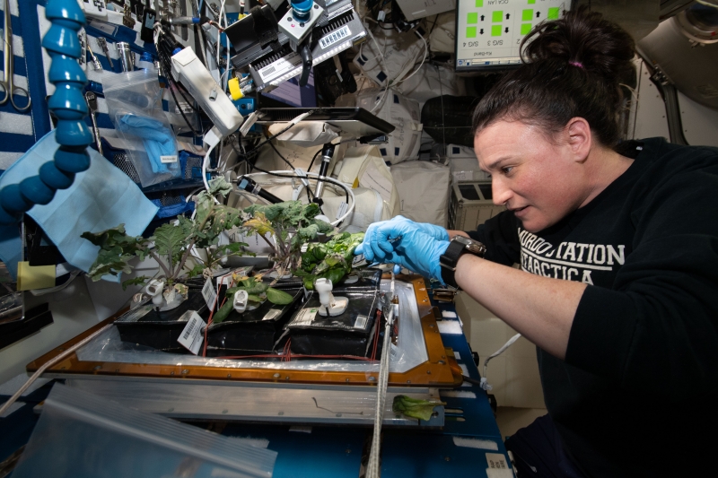 US astronaut Astronaut Serena Auñón-Chancellor harvests kale and lettuce from the Veggie plant growth system