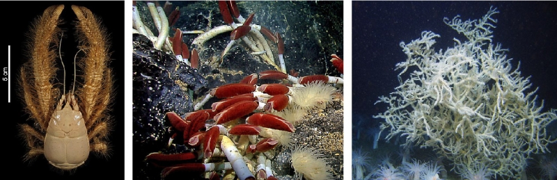 Crabe yéti, ver tubicole géant et corail arborescent rouge.