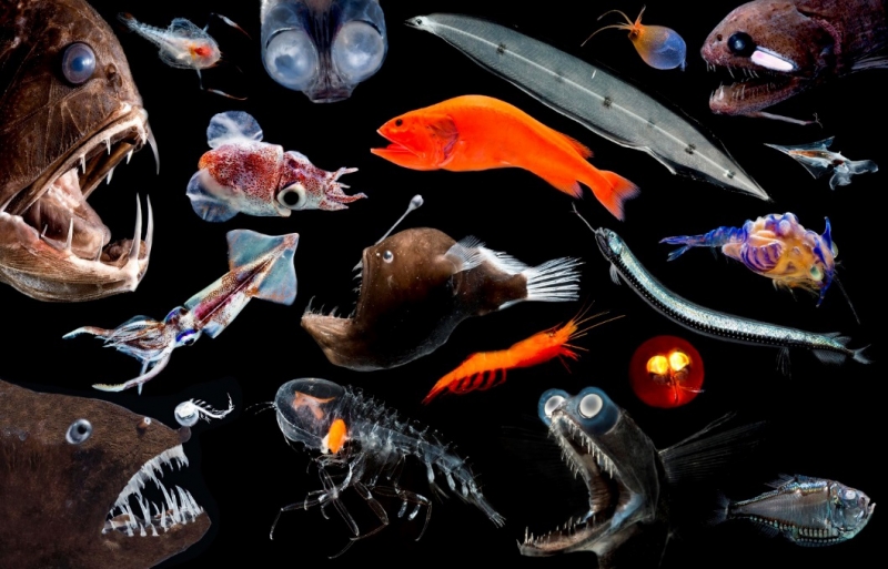Variety of deep sea pelagic animals