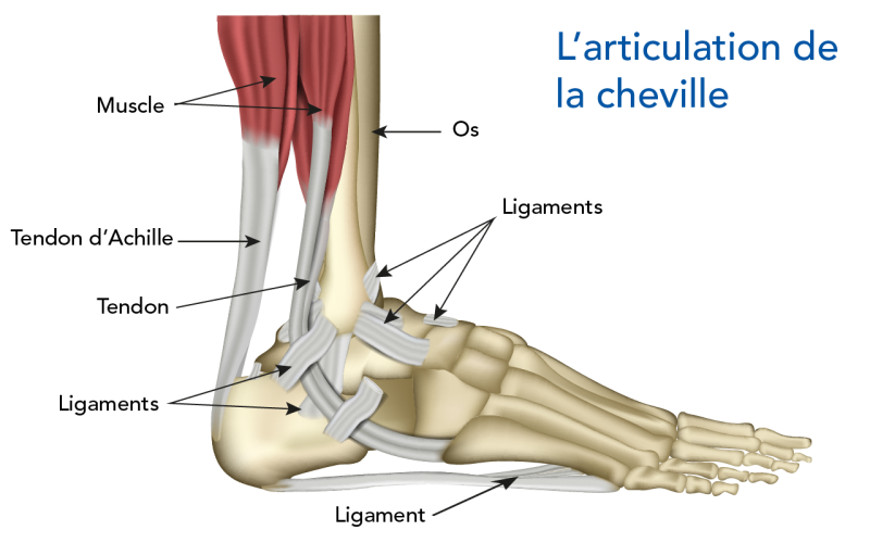 Cheville humaine montrant l’emplacement de certains tendons et ligaments.