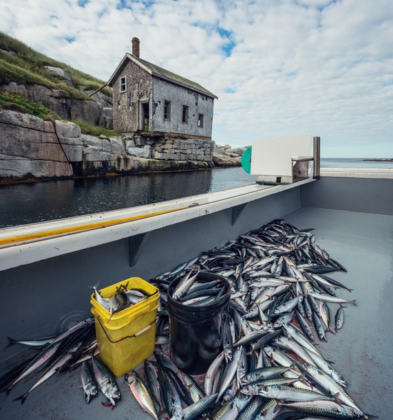 Atlantic mackerel in a fishing boat 