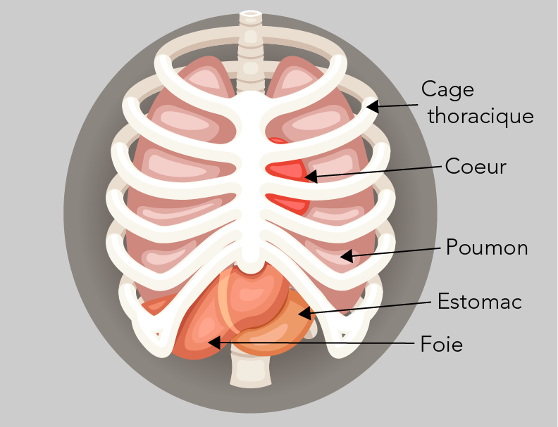 La cage thoracique ressemble à une cage entourant le cœur, les poumons, l’estomac et le foie.