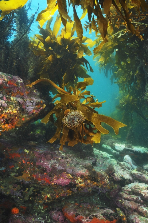 Sea urchin on a kelp