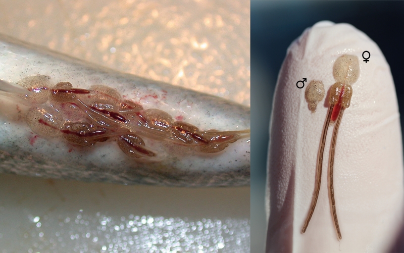 À gauche : poux du poisson sur un saumon. À droite : gros plan sur un doigt humain sur lequel se trouvent, à gauche, un pou du poisson mâle et, à droite, une femelle.