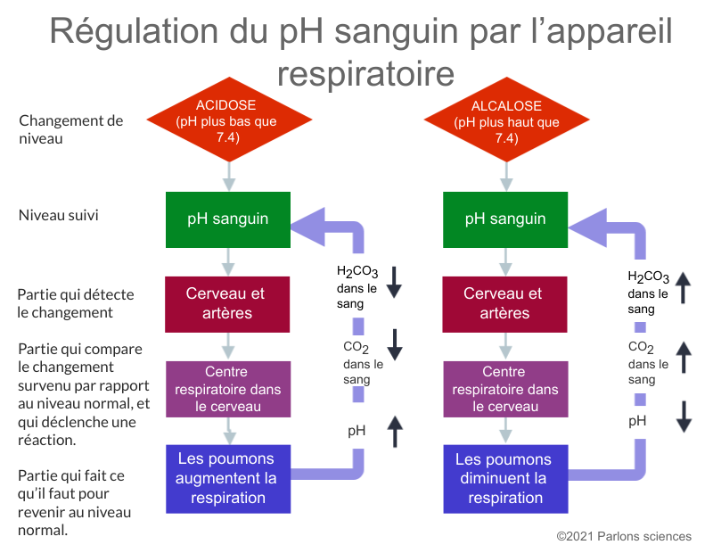 Régulation du pH sanguin par l’appareil respiratoire