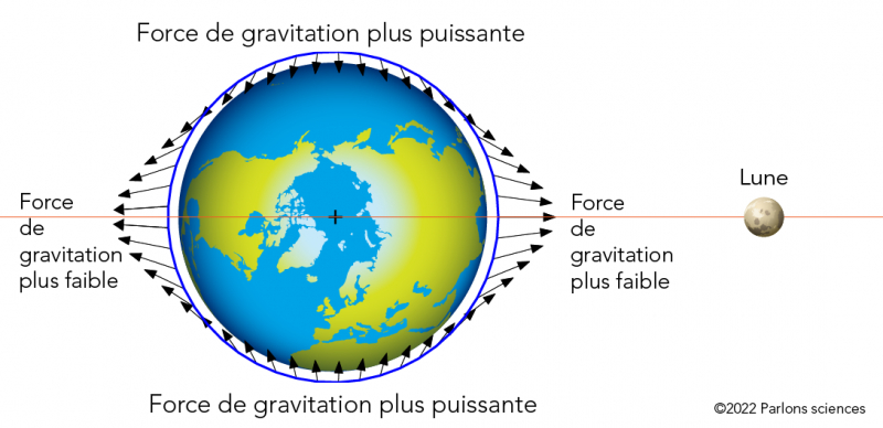 Le champ gravitationnel de la Terre est modifié par la force gravitationnelle de la Lune