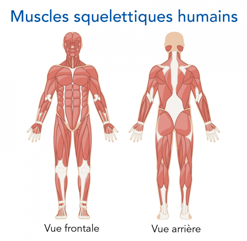 Skeletal muscles of the human body