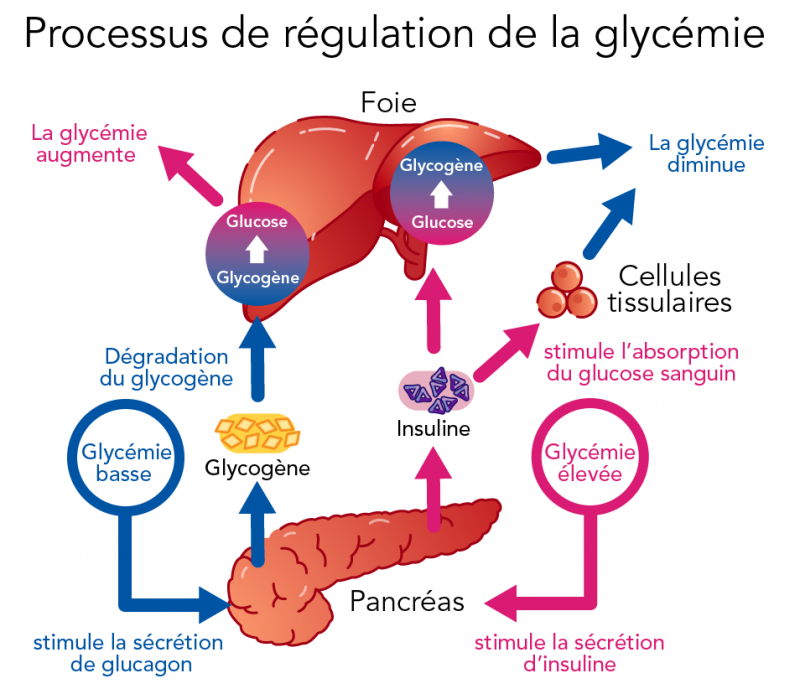 Processus de régulation de la glycémie 